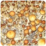 Псилоцибиновые (галлюциногенные)  грибы Psilocybin "Golden Teacher" в Златоусте