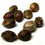 Семена марихуаны АК-47  (Seeds AK-47) в Златоусте